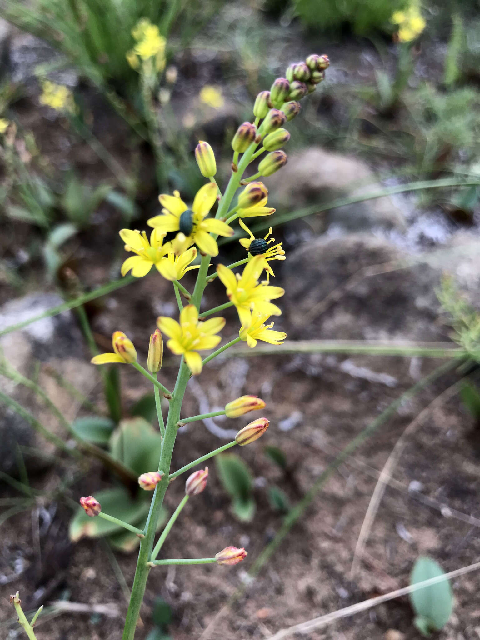 Слика од Eriospermum mackenii subsp. galpinii (Schinz) P. L. Perry