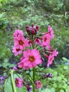 Primula japonica A. Gray resmi