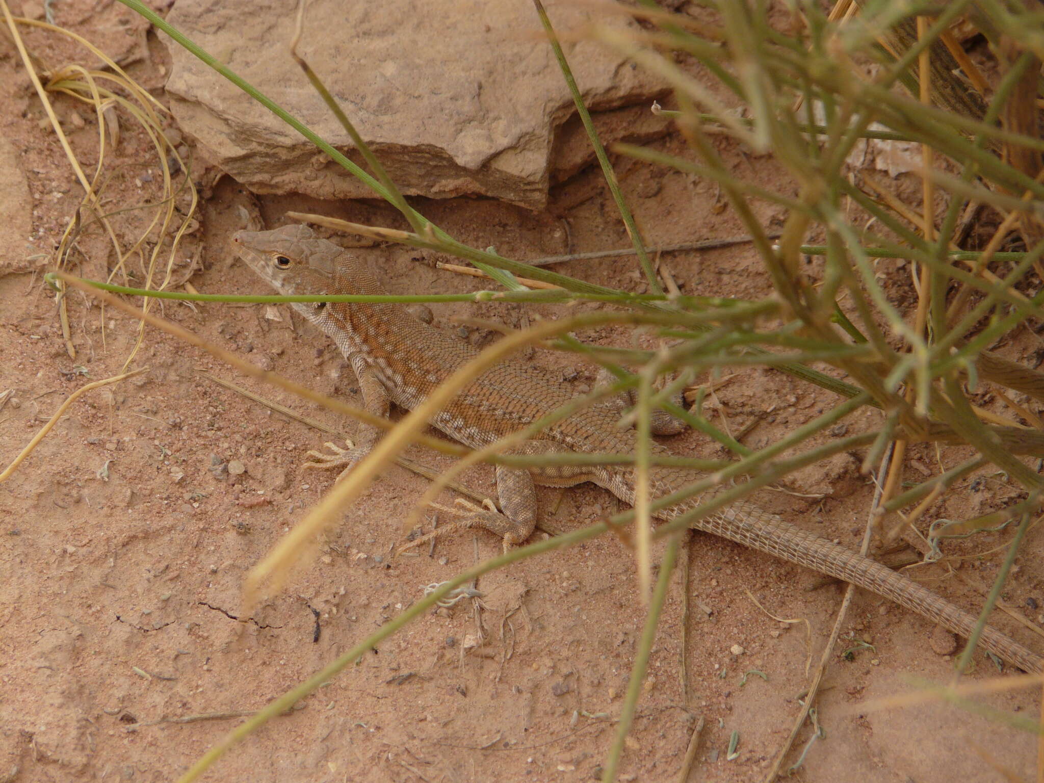 Image of Bosk’s fringe-toed lizard