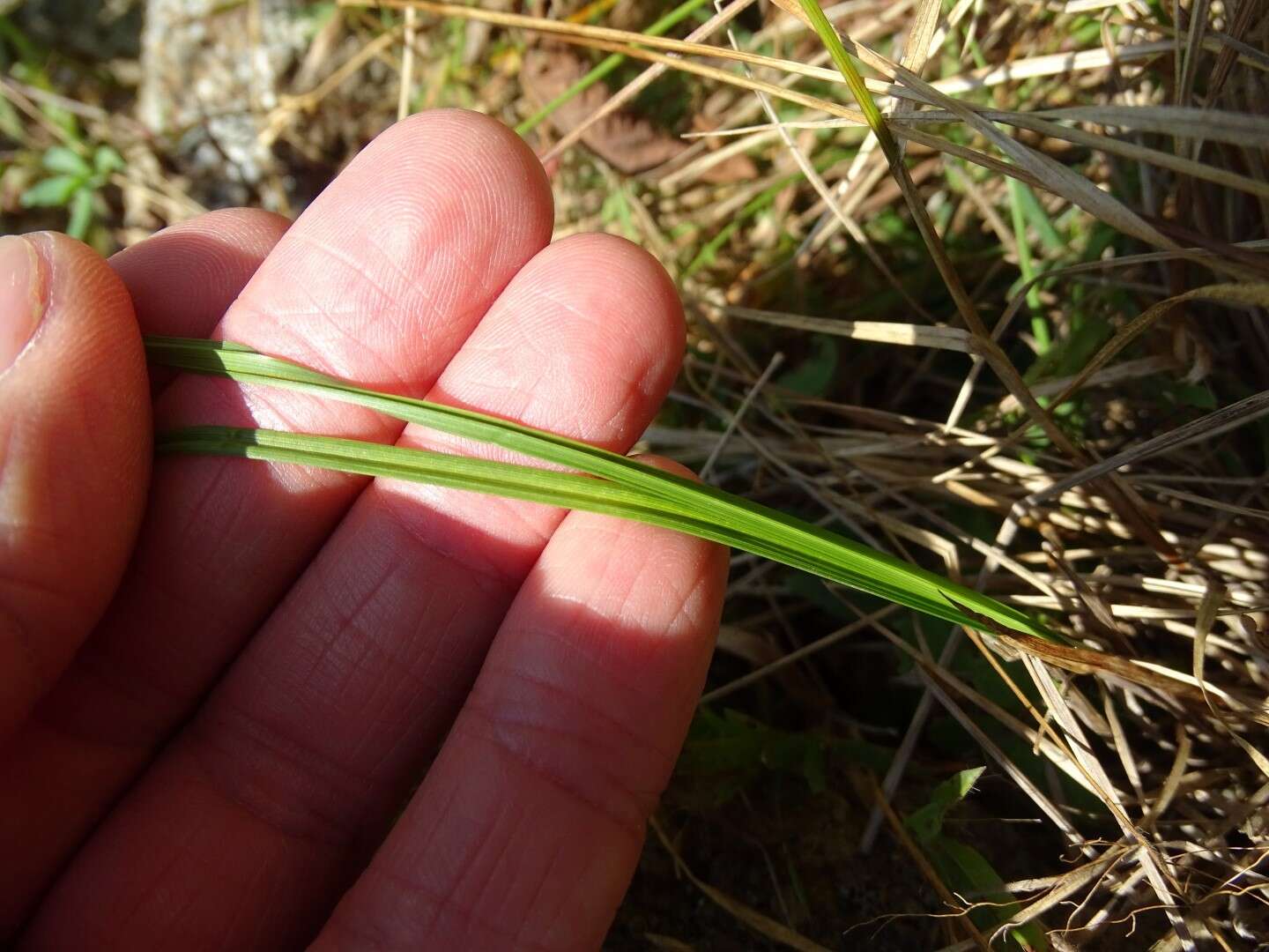 Image of broom sedge