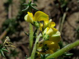 Image of Aspalathus divaricata subsp. divaricata