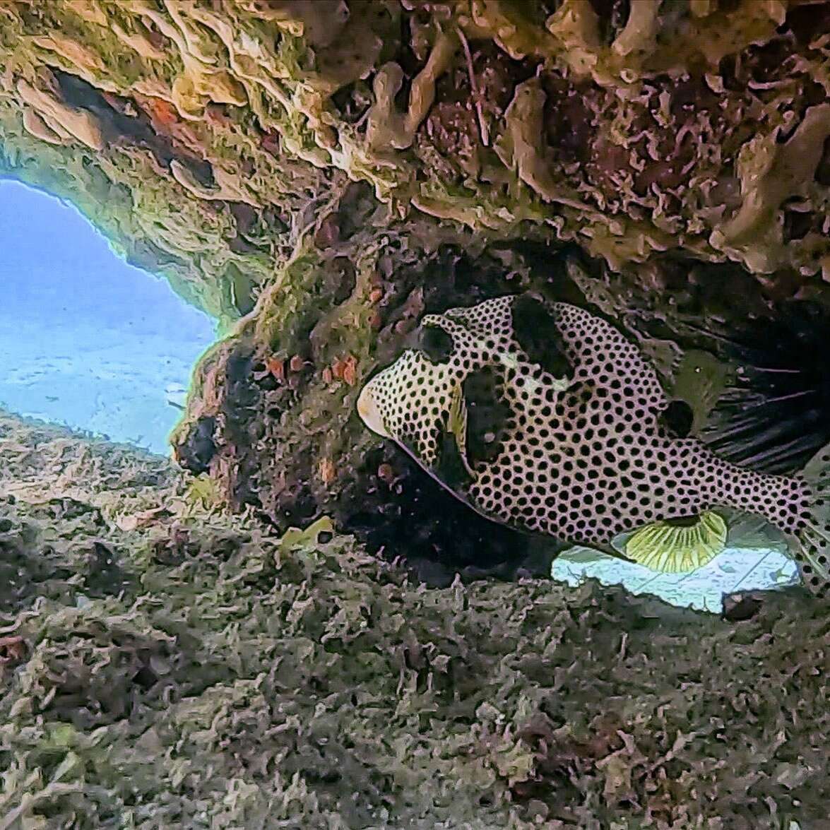 Image of Spotted Trunkfish