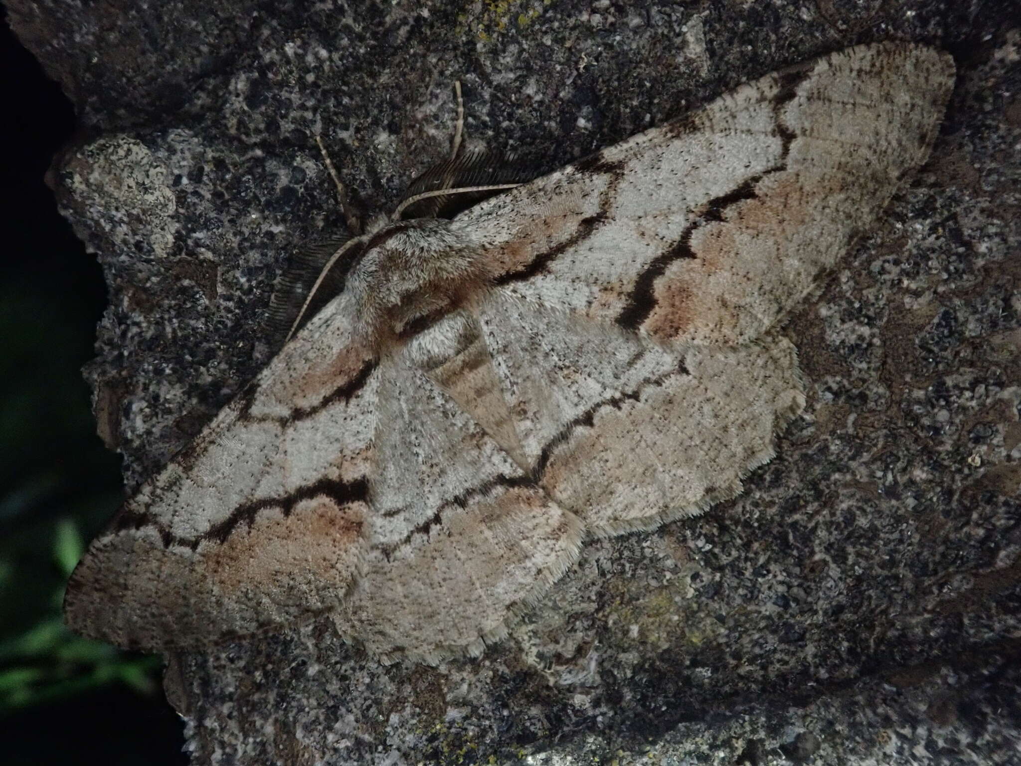 Image of Phthonosema tendinosaria Bremer 1864