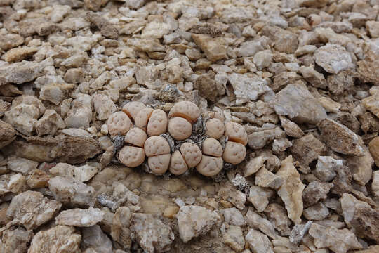 Imagem de Lithops ruschiorum (Dinter & Schwant.) N. E. Br.