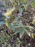 Image de Aster albescens (DC.) Wall. ex Hand.-Mazz.