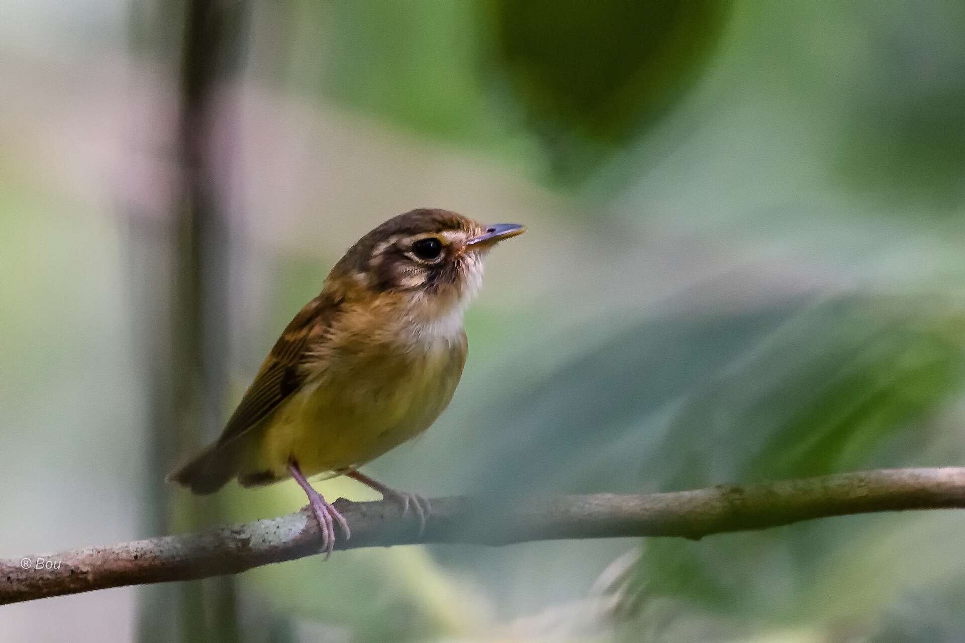 Image of Stub-tailed Spadebill