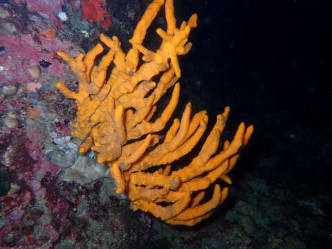 Image of common antler sponge