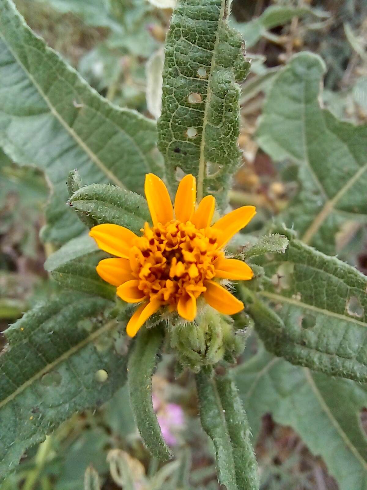 Image of Simsia foetida (Cav.) Blake