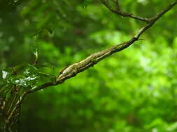 Image of Maroantsetra Chameleon