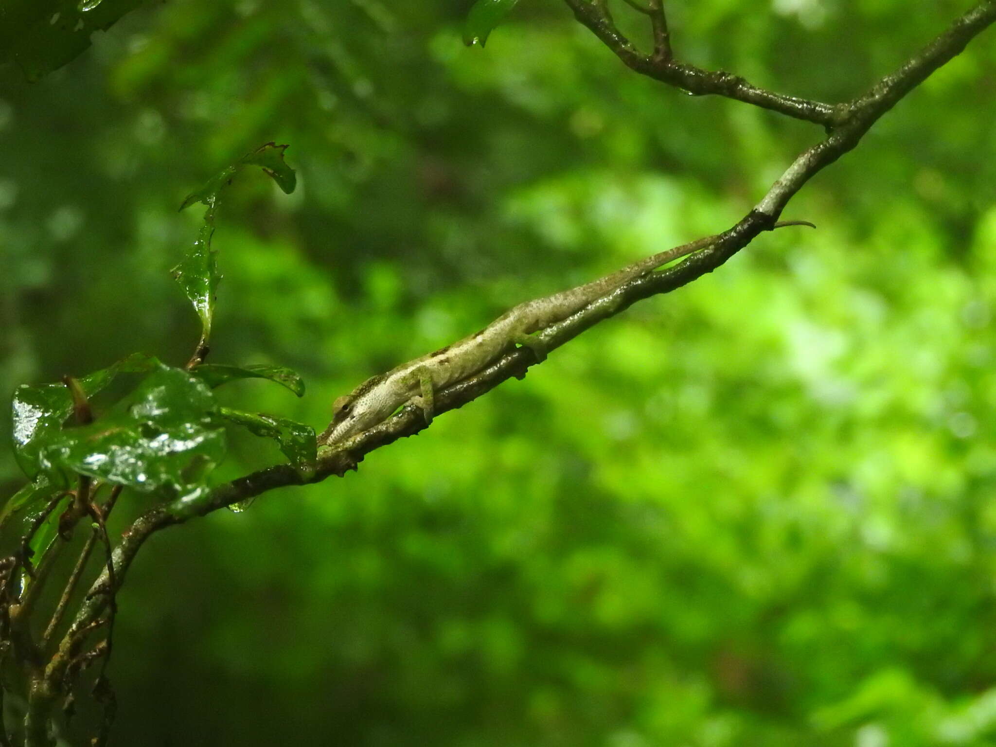 Image of Maroantsetra Chameleon