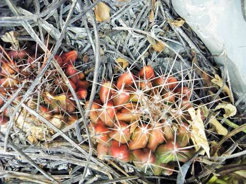 Image of Thelocactus conothelos subsp. flavus