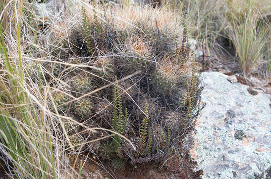 Image of Lobivia maximiliana subsp. caespitosa