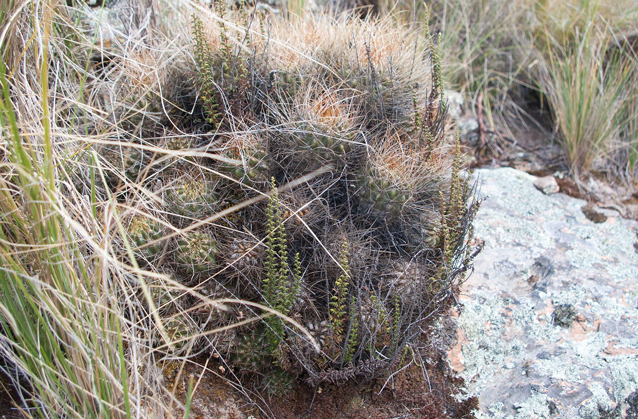 Lobivia maximiliana subsp. caespitosa的圖片