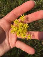 Image de Polygala cymosa Walt.