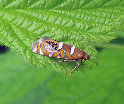 Image of Glyphipterix loricatella Treitschke 1833