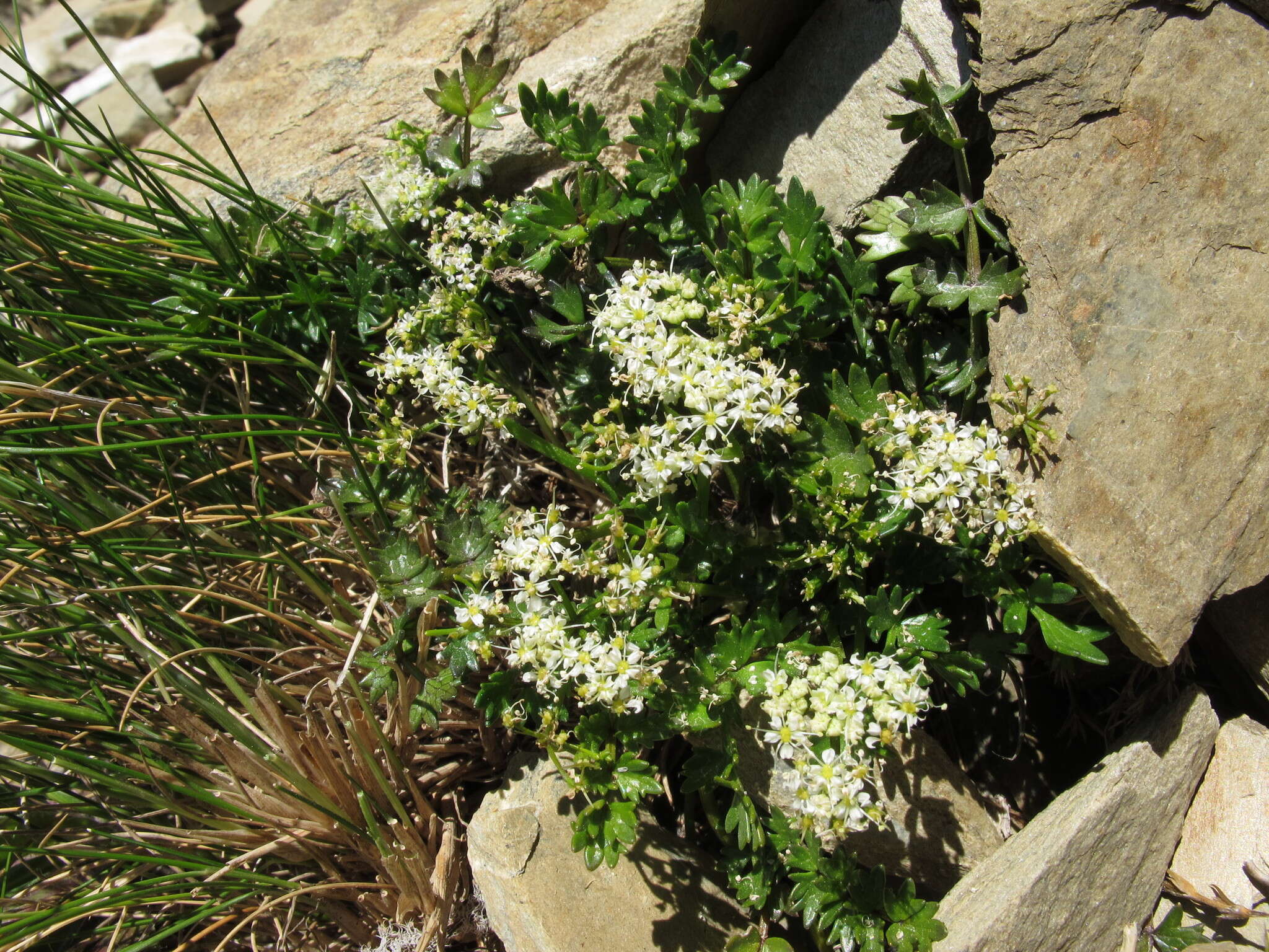 Imagem de Gingidia decipiens (Hook. fil.) J. W. Dawson