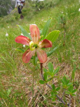 Image of elliottia