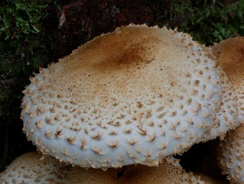 Pholiota squarrosa (Vahl) P. Kumm. 1871 resmi