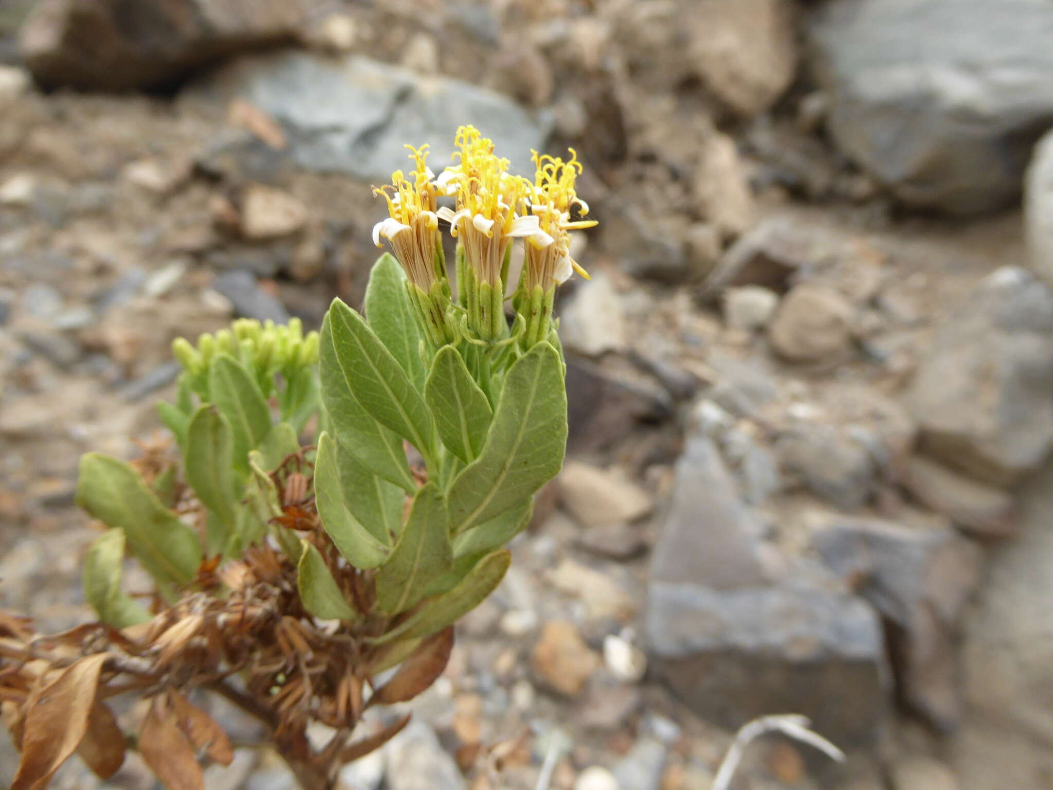 صورة Trixis cacalioides (Kunth) D. Don