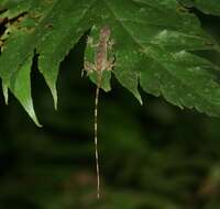 Image of Anolis zeus (Köhler & Mccranie 2001)