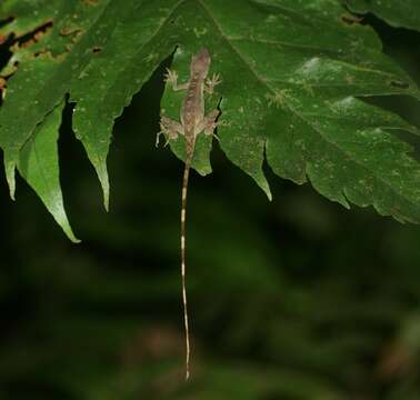 Sivun Anolis zeus (Köhler & Mccranie 2001) kuva