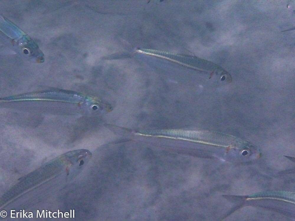 Image of Loose-scaled sardine