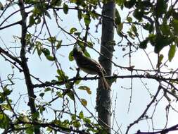 Image of Yellow-bellied Elaenia