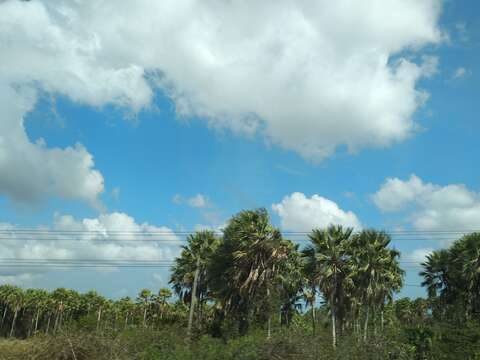 Image of Carnauba palm