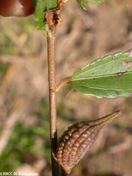 Sivun Pseudocorchorus kuva