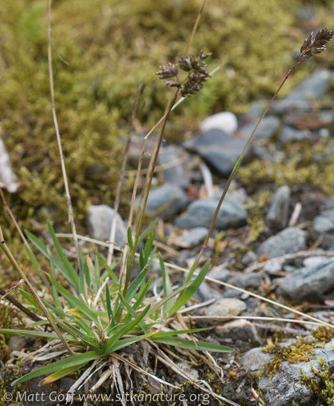 Image of alpine bluegrass