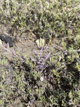 Image of saltmarsh bird's-beak