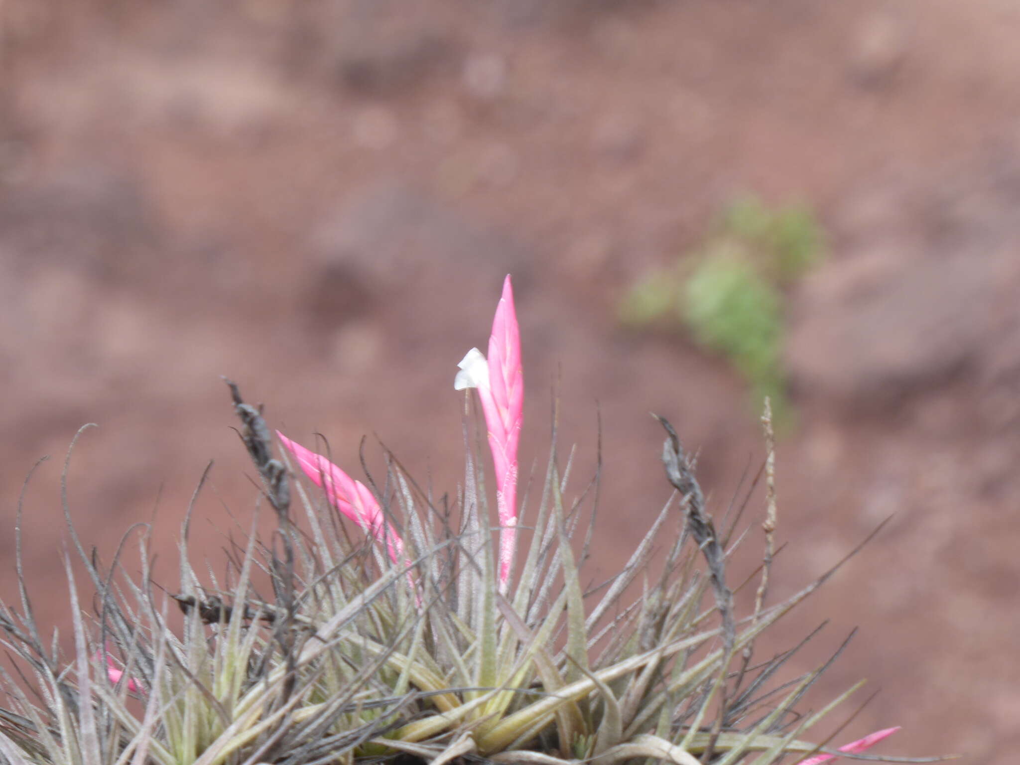 Image of Tillandsia caulescens Brongn. ex Baker