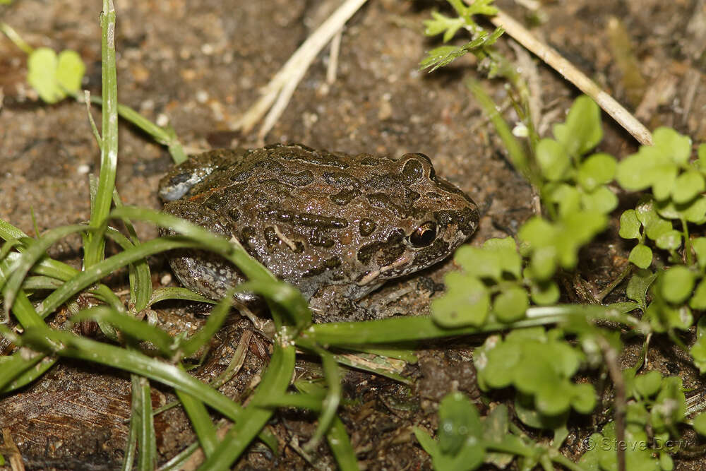 صورة Limnodynastes convexiusculus (Macleay 1878)