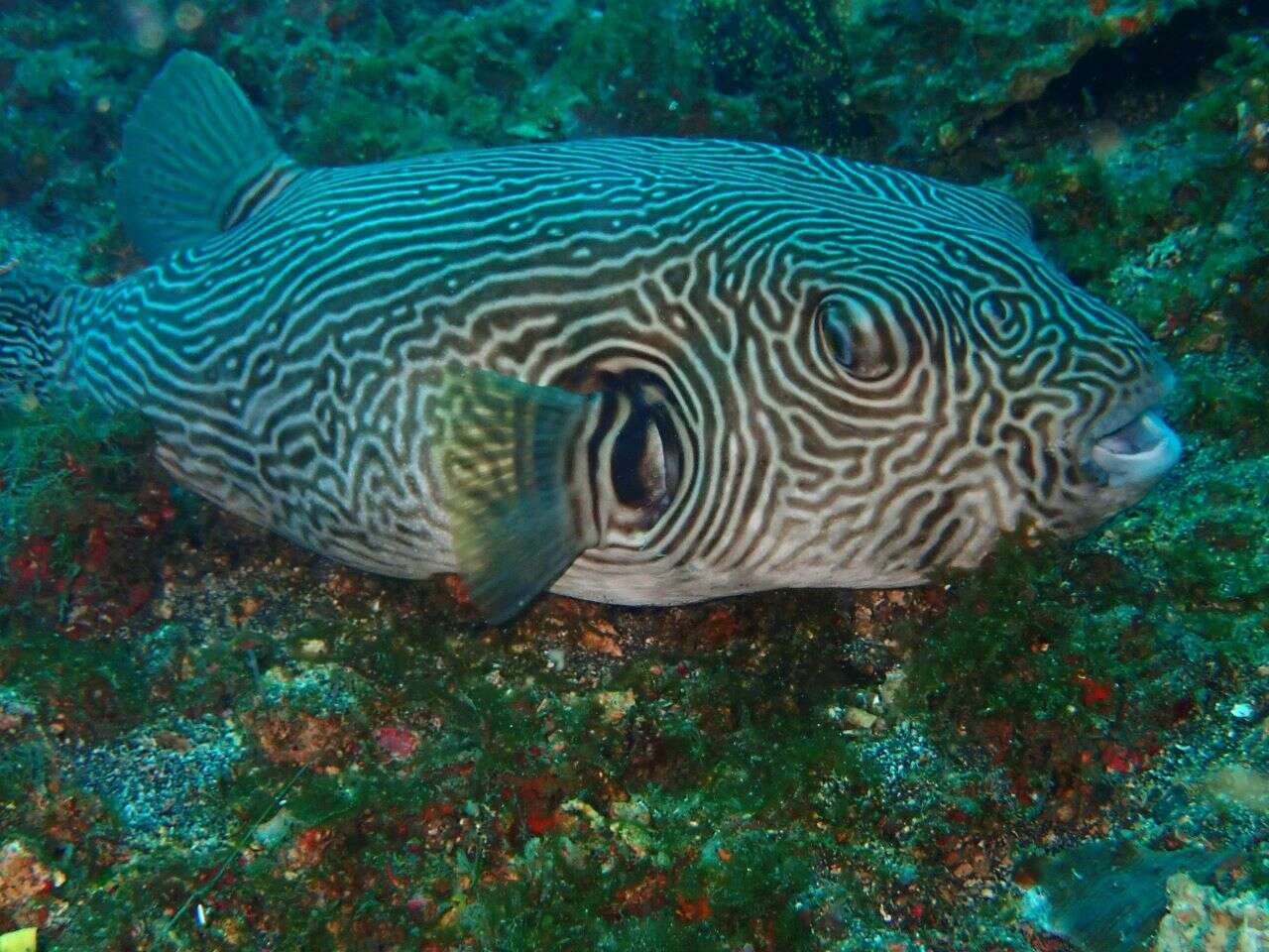 Image of Reticulated Blow Fish