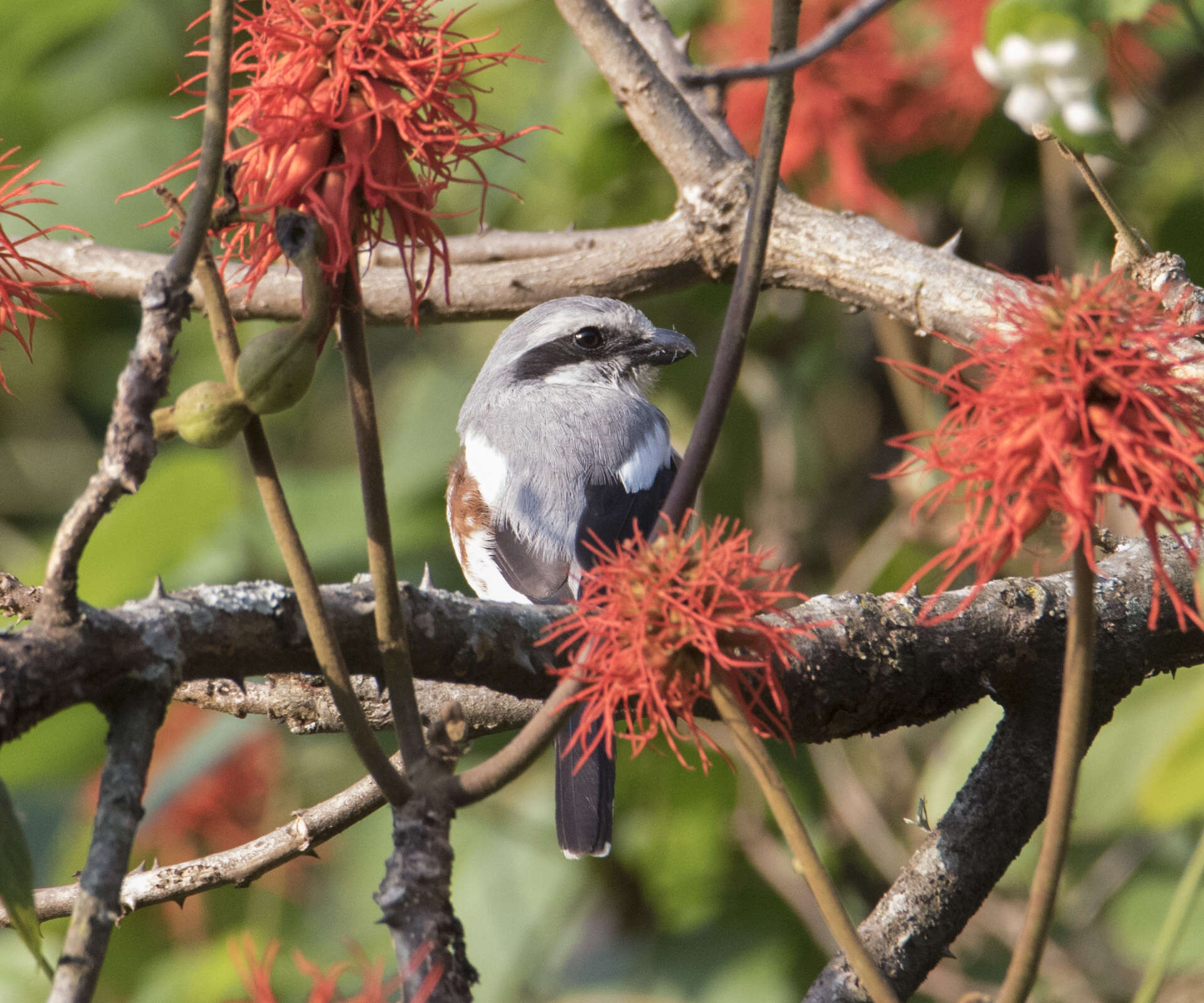 Image of Mackinnon's Shrike