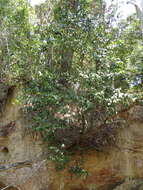 Image of Diospyros hebecarpa A. Cunn. ex Benth.