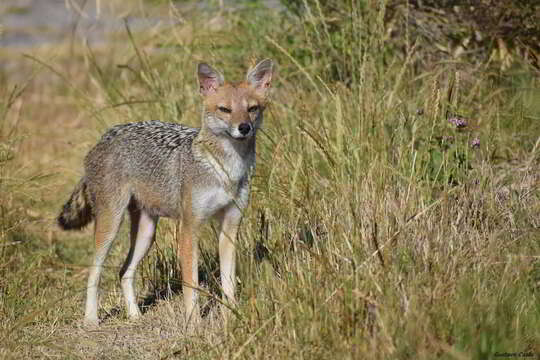 Image of Lycalopex gymnocercus (G. Fischer 1814)