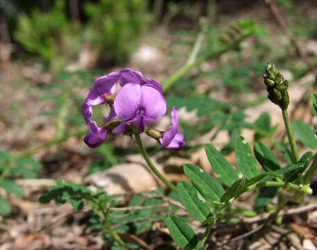 Plancia ëd Swainsona lessertiifolia DC.