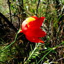 Imagem de Gladiolus insolens Goldblatt & J. C. Manning