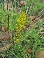 Image of Bulbine angustifolia Poelln.