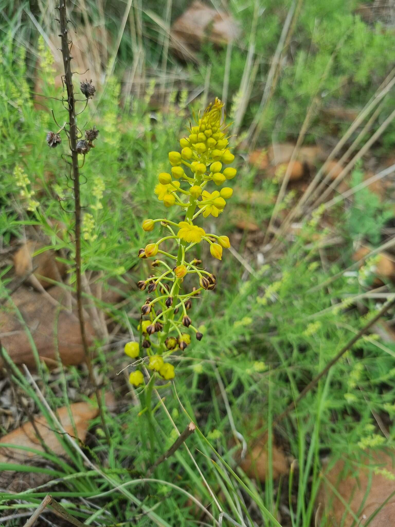 Image of Bulbine angustifolia Poelln.