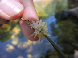 Image of Octomeria crassifolia Lindl.