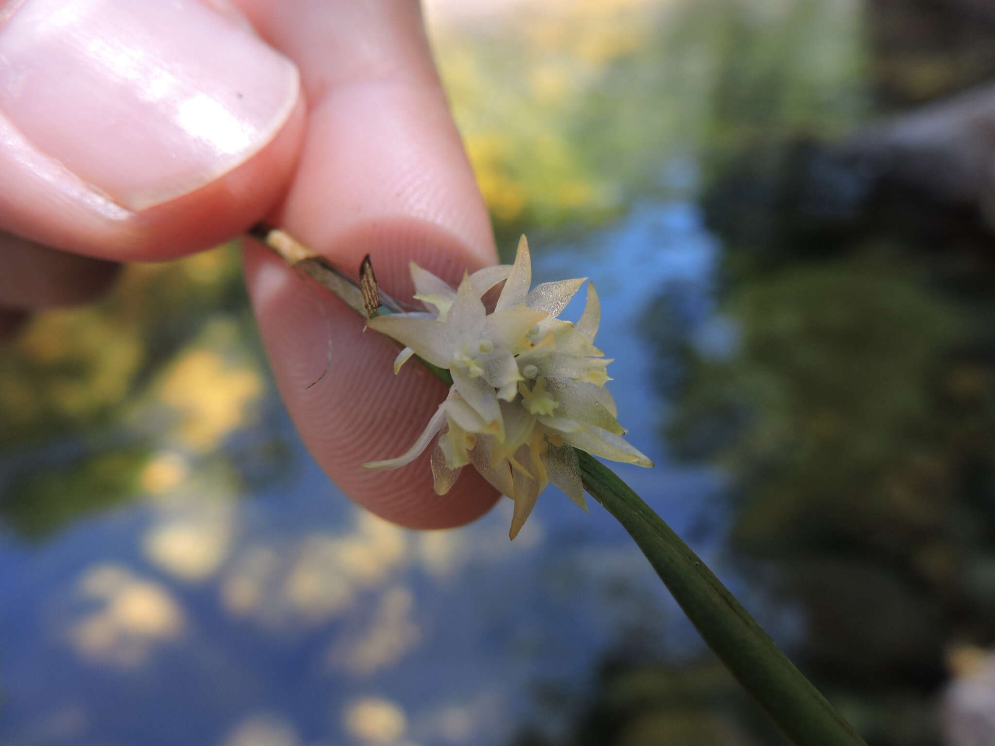 Image of Octomeria crassifolia Lindl.