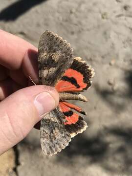 Image of Jessica Underwing