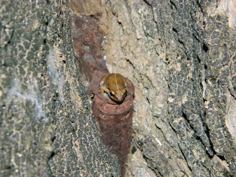 Imagem de Eleutherodactylus johnstonei Barbour 1914