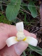 Image of Tulipa sylvestris subsp. primulina (Baker) Maire & Weiller