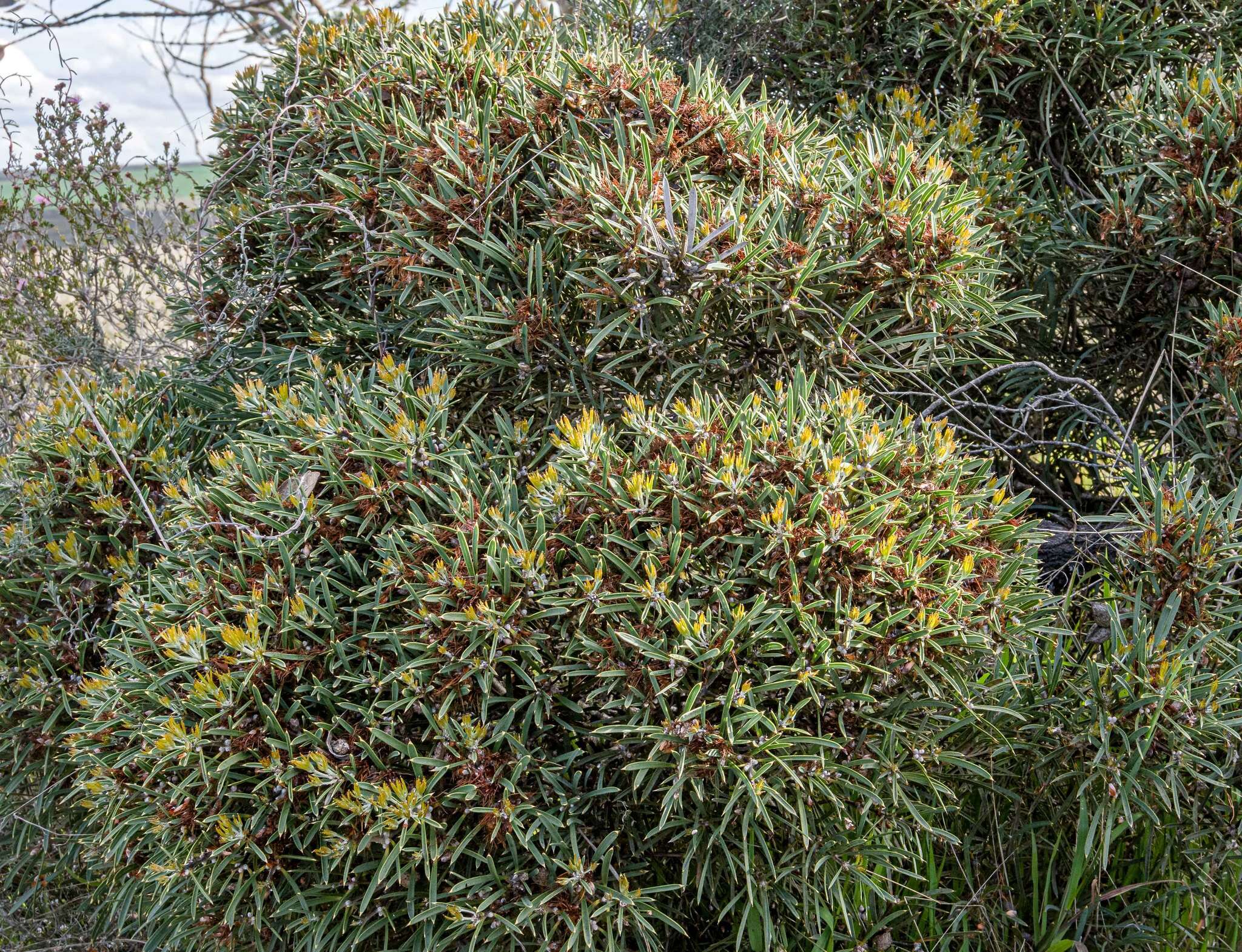 Image of Hakea corymbosa R. Br.