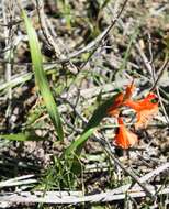 Image of Watsonia laccata (Jacq.) Ker Gawl.