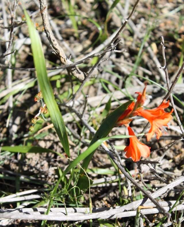 Image of Watsonia laccata (Jacq.) Ker Gawl.