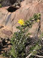 Euryops namibensis (Merxm.) B. Nord. resmi